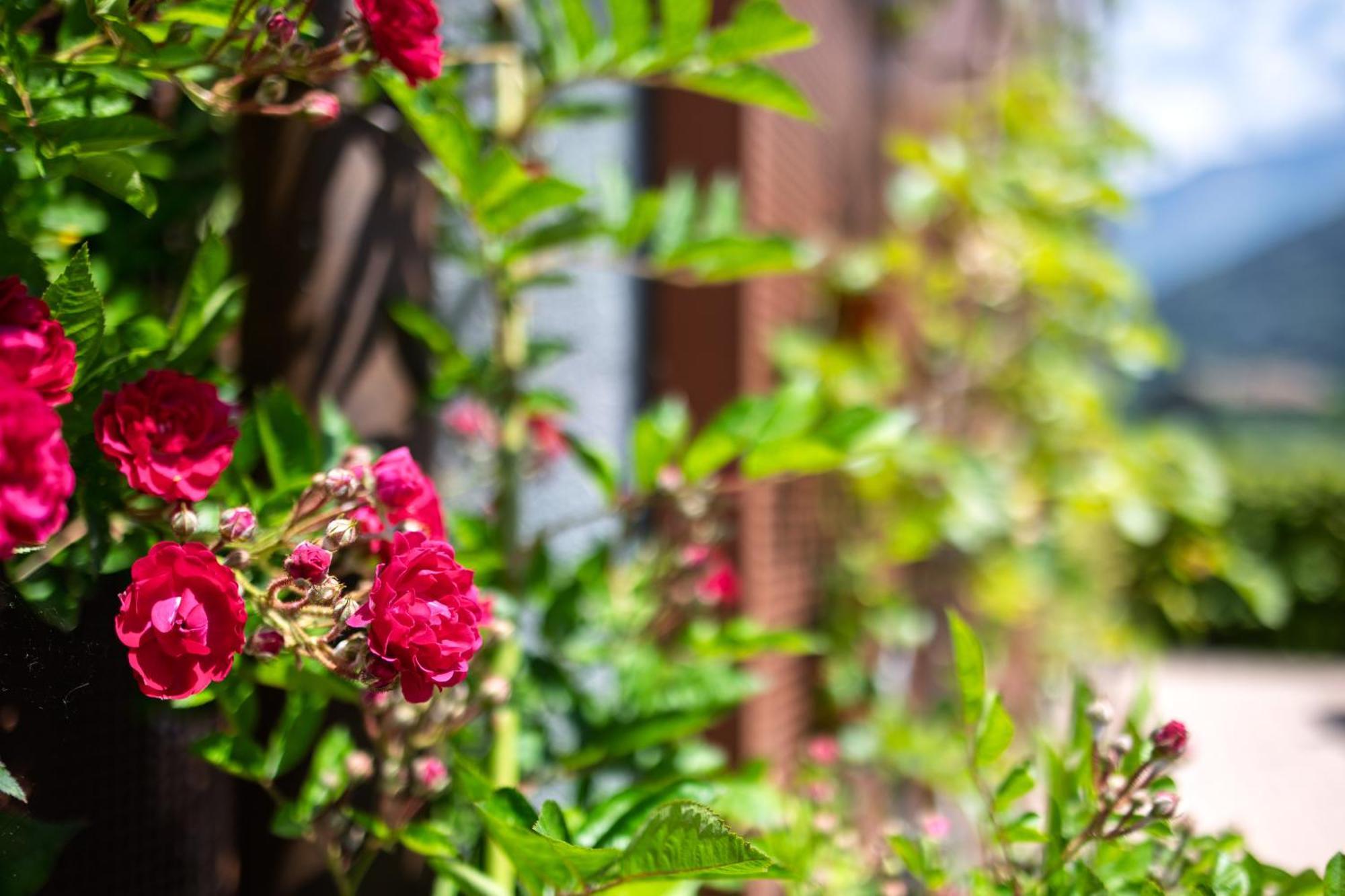 Conca D'Oro B&B And Apartments Torbole Sul Garda Luaran gambar